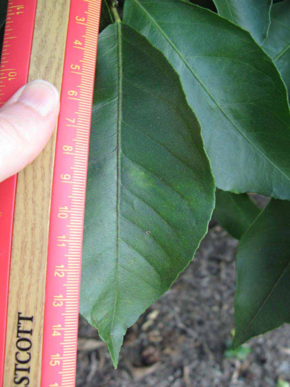              Unifoliolate leaf (Winter Haven, FL)       